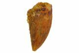 Serrated, Raptor Tooth - Real Dinosaur Tooth #135169-1